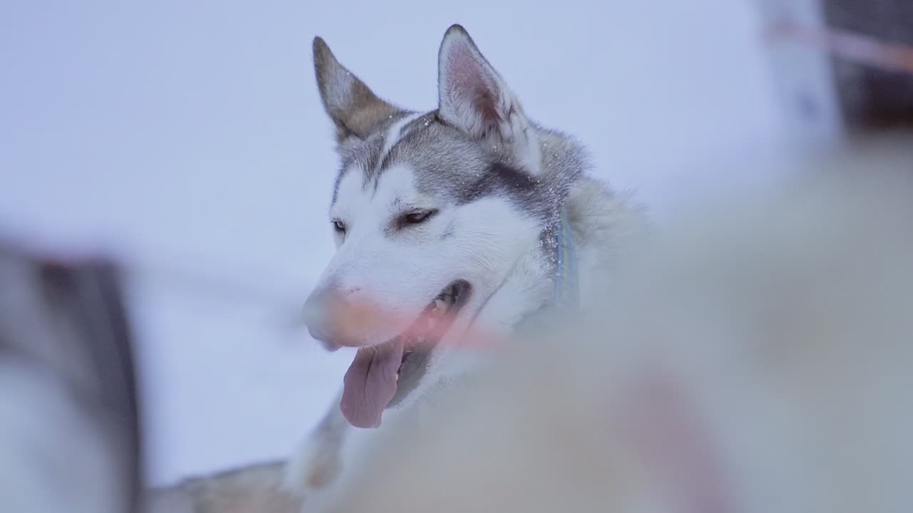 Husky Dog in Snowy Environment