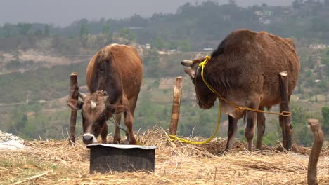 Two-cows-tied-outdoors-in-the-sunshine-on-the-top-of-a-hill