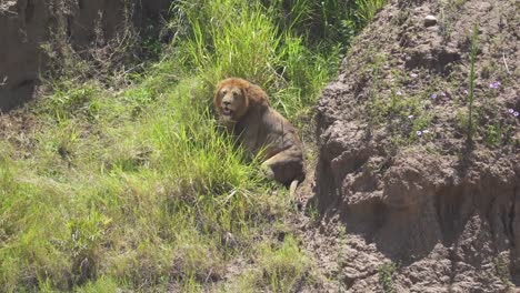 injured male lion panting on steep hill next to cliff
