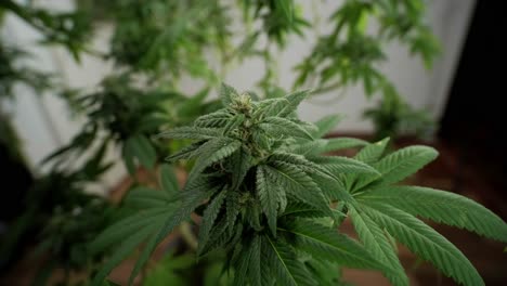 cannabis bloom, marijuana field  organic grow of cannabis for medical use.
