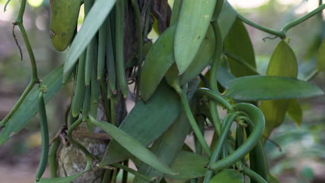 Vainas-Verdes-Inmaduras-Que-Crecen-En-Vides-De-Plantas-De-Vainilla,-Tiro-Estático