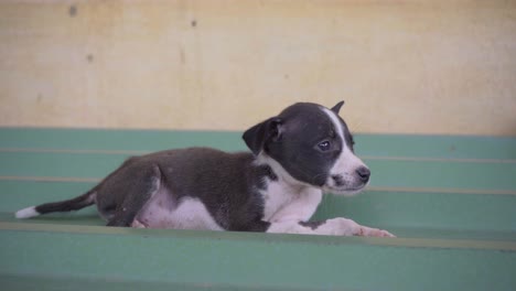 cachorro blanco y negro recién nacido lindo