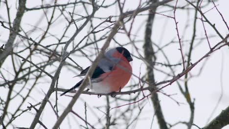 Eurasian-bullfinch-in-winter-near-bird-feeder-eating-sunflower-seeds-with-other-birds