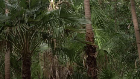 fan palm trees at thala nature reserve in oak beach, qld, australia