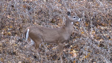 close up shot of whitetail doe