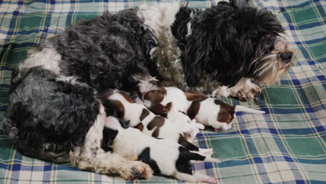 dog feeds newborn puppies 002