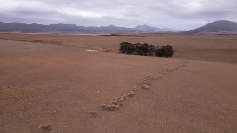 Schafherde,-Die-Im-Gänsemarsch-über-Die-Trockene,-Braune-Landschaft-Läuft