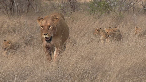 lion cubs follow a lioness as she greets another on grass, close view