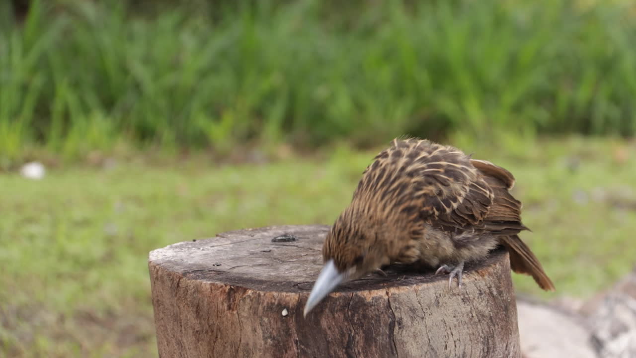 어린 도살새는 줄기 위에 앉아서 걱거리며 수염을 고 노래합니다.