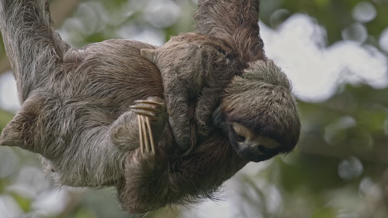 Bedårende dovendyr med søtt ansikt henger avslappet fra et regnskogtre i Costa Rica. NÆRBILDE.