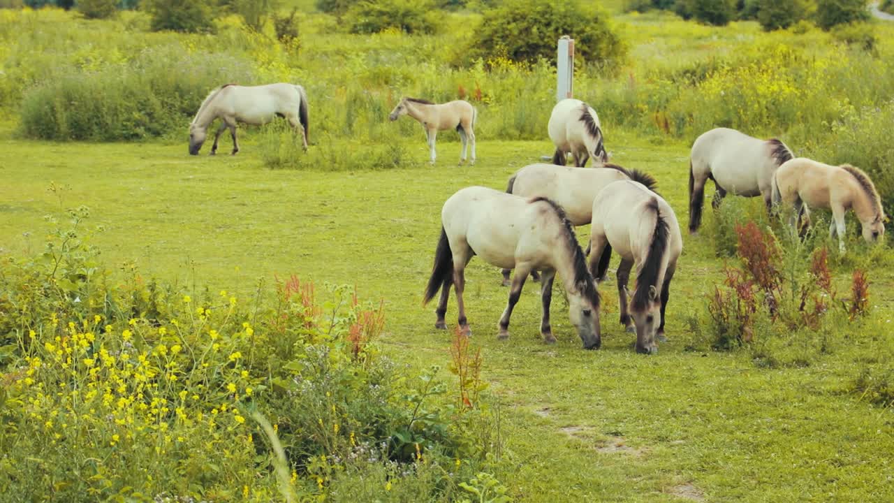 caballos comiendo hierba en la naturaleza