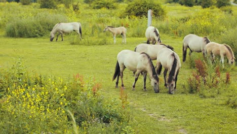 Caballos-Comiendo-Hierba-En-La-Naturaleza