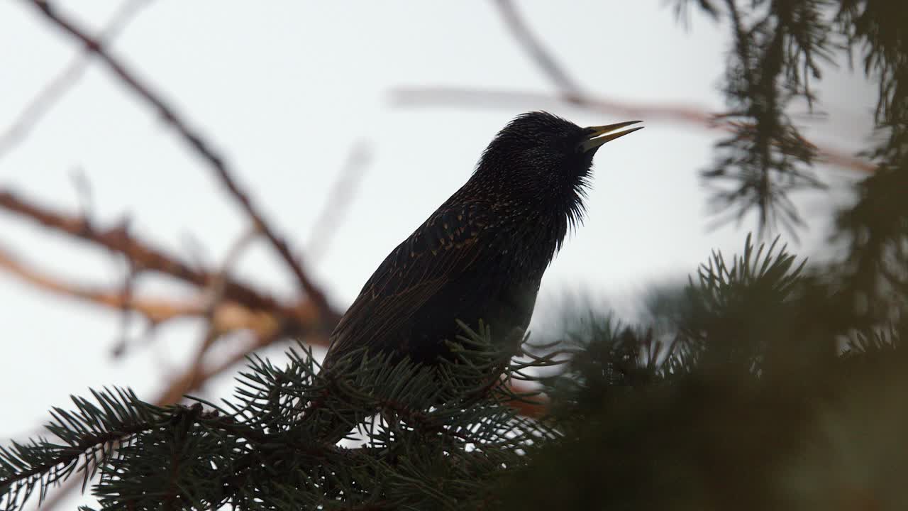 silueta de estornino común contra el cielo pálido, chirriando en el árbol de abeto