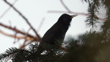 Common-Starling-silhouette-against-pale-sky,-chirping-in-spruce-tree