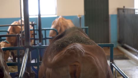 brown cows feeding in a stable, hay on back, dairy farm, daytime, animal husbandry