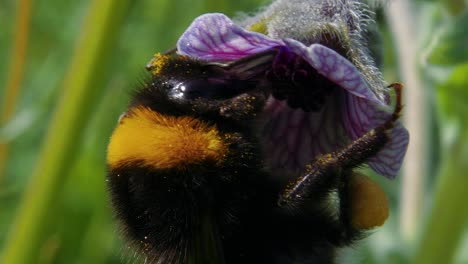 un primerísimo plano directamente sobre el abejorro amarillo y negro polinizando la flor morada