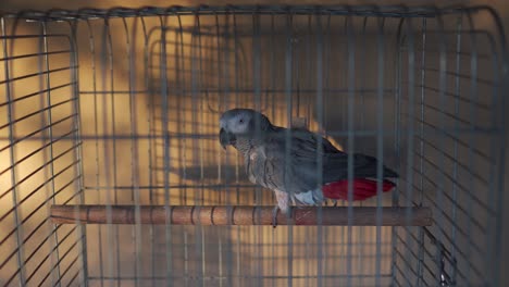 stable shot of an african grey in a cage