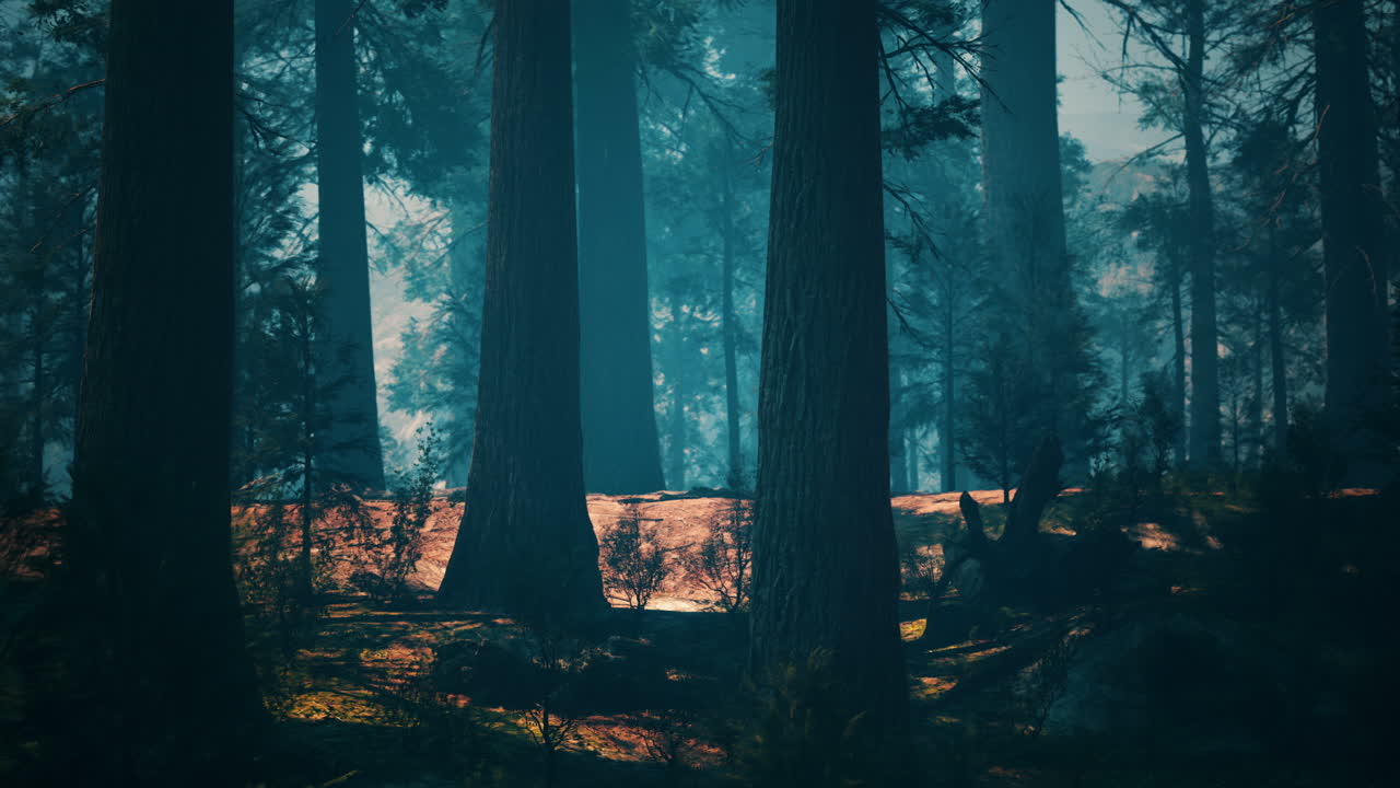 안개 속 의 냉소적 인 나무 숲