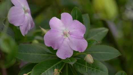 hermosa flor rosada rodeada de exuberante vegetación