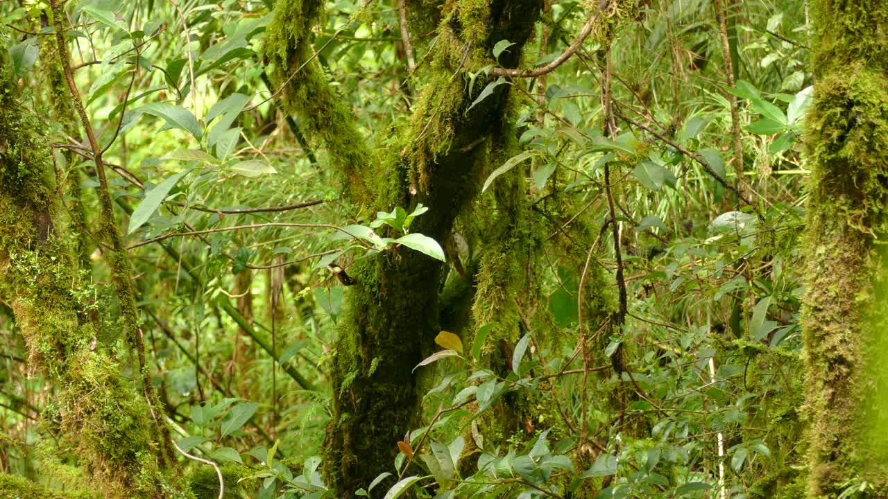 árbol cubierto de musgo y enredaderas colgantes en la espesa selva.