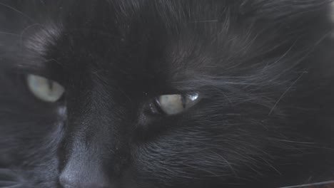 Primer-Plano-De-Ojos-De-Gato-Negro