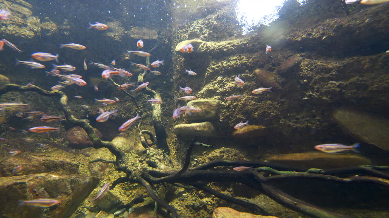 화창한 날 바위 사이의 맑은 물에서 헤엄치는 헬벤더 물고기 떼