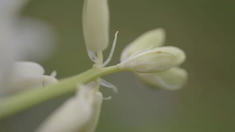 white bluebell flower macro