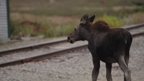 moose walking away toward train tracks with wet brown and black fur hair slow motion