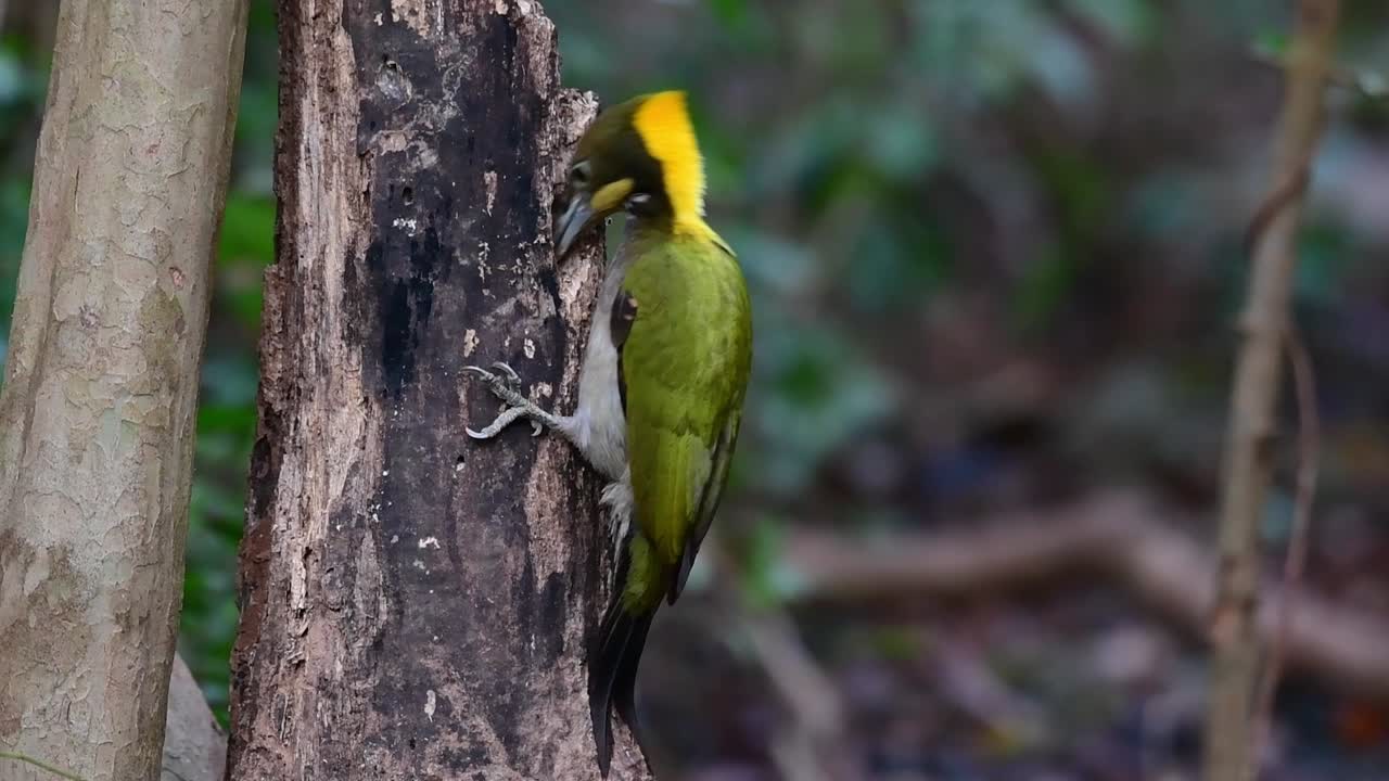 el primer plano de un pájaro carpintero mayor nuca amarilla chrysophlegma flavinucha picoteando contra el pequeño agujero del árbol en busca de gusanos en una selva tropical en tailandia asia
