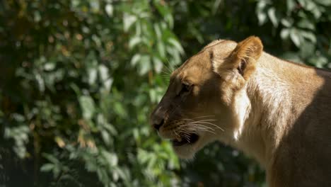 side view of a yawning lioness against a beautiful jungle background