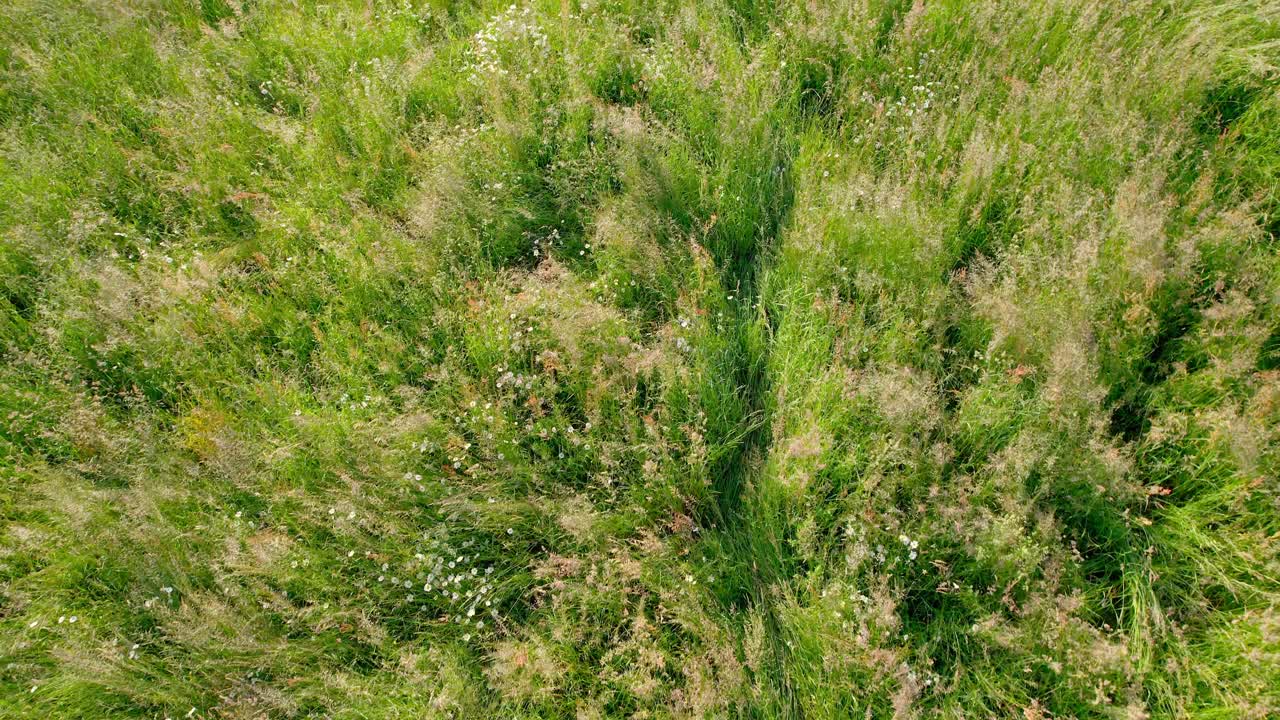 naturaleza escénica con una vista relajante de flores de pétalos blancos con campos de hierba verde en maine-et-loire, francia