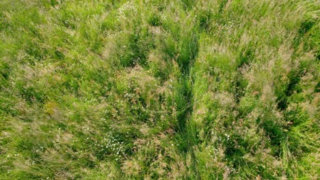 Naturaleza-Escénica-Con-Una-Vista-Relajante-De-Flores-De-Pétalos-Blancos-Con-Campos-De-Hierba-Verde-En-Maine-et-Loire,-Francia