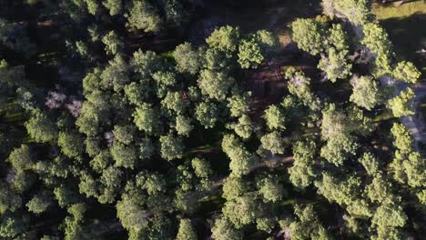 Fast-rotate-360-degree-Aerial-Pine-Tree-Forest-Plantation-in-Gnangara,-Perth-WA