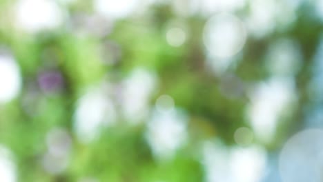 Abstract spring background with bokeh