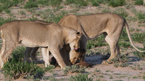 grupo de leones hembras alimentando a su presa durante un día soleado en el sur de áfrica