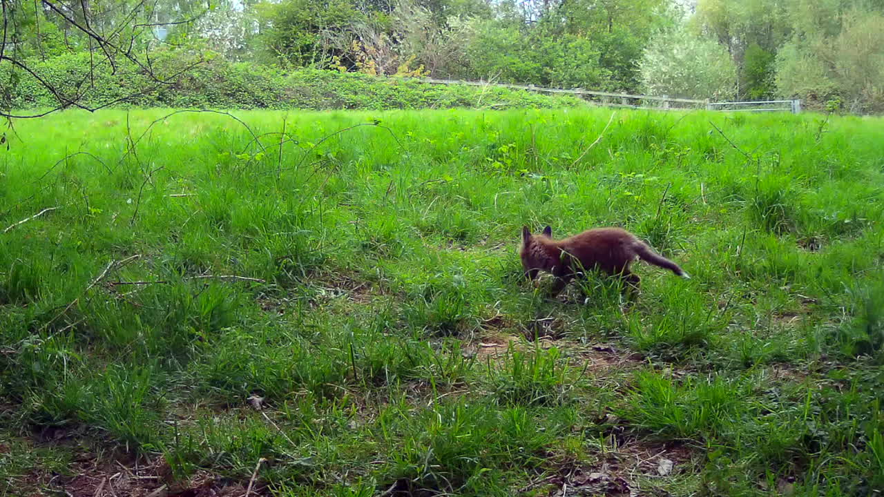 los cachorros de zorro rojo juegan peleando en un campo verde en inglaterra