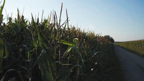 Path-in-a-field-in-bright-sunlight