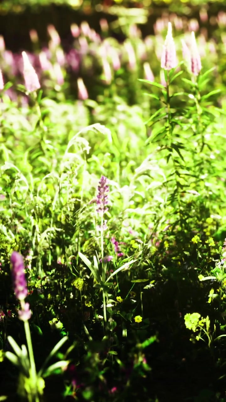 Fiori selvatici crescono in un campo in primavera vicino a una foresta.