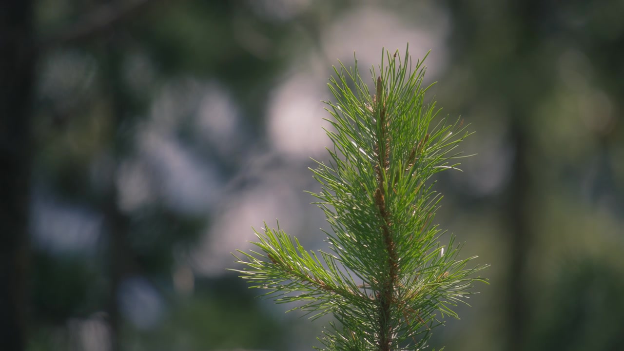 Close up of a pine tree branch with green needles in sunlight