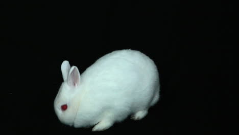 fluffy white rabbit sniffing its nose