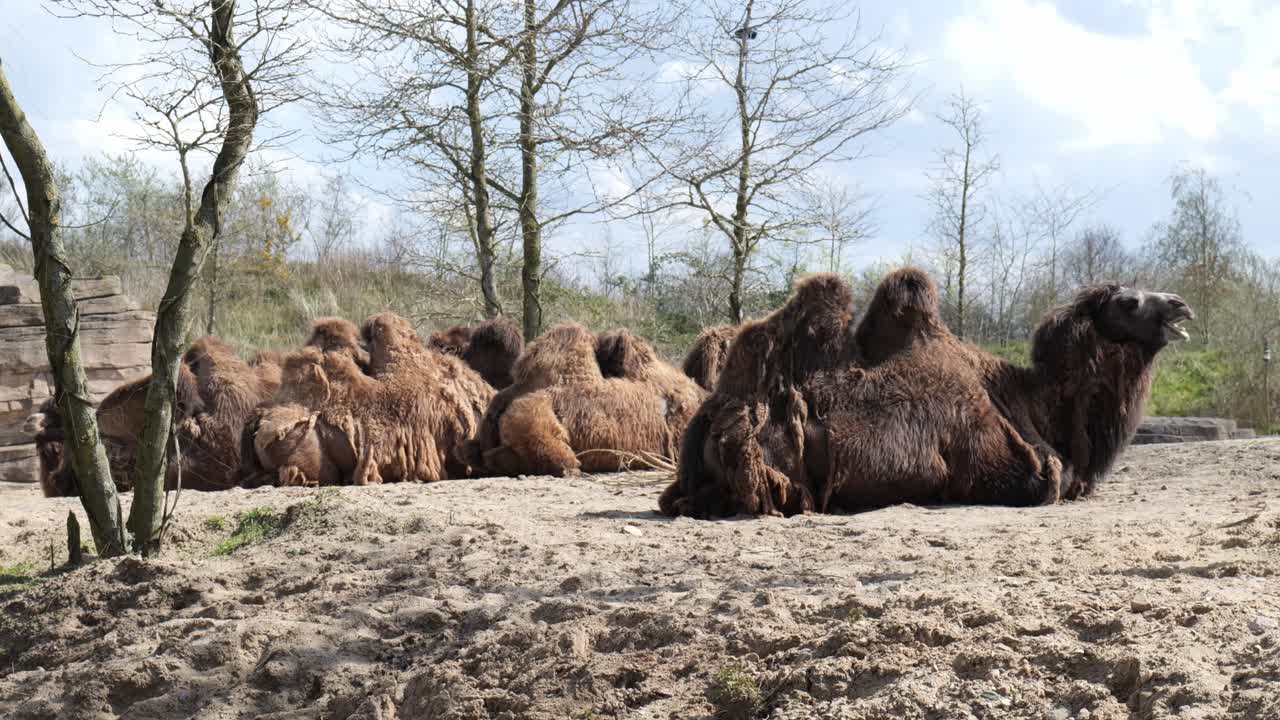 camellos acostados descansando en un zoológico - ancho