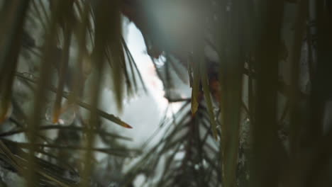 coniferous twigs with needles and snow in winter forest