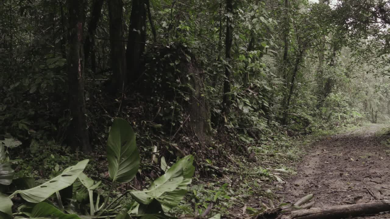 sentiero forestale 4k