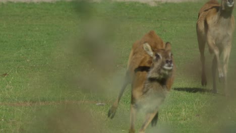 Deer-jumping-through-the-savannah,-warm-and-sunny-day,-nature