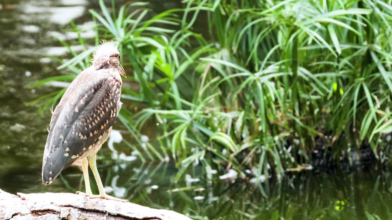 pájaro de pie cerca de la vegetación exuberante y el agua