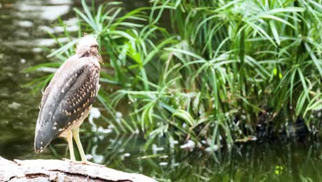 bird standing near lush greenery and water