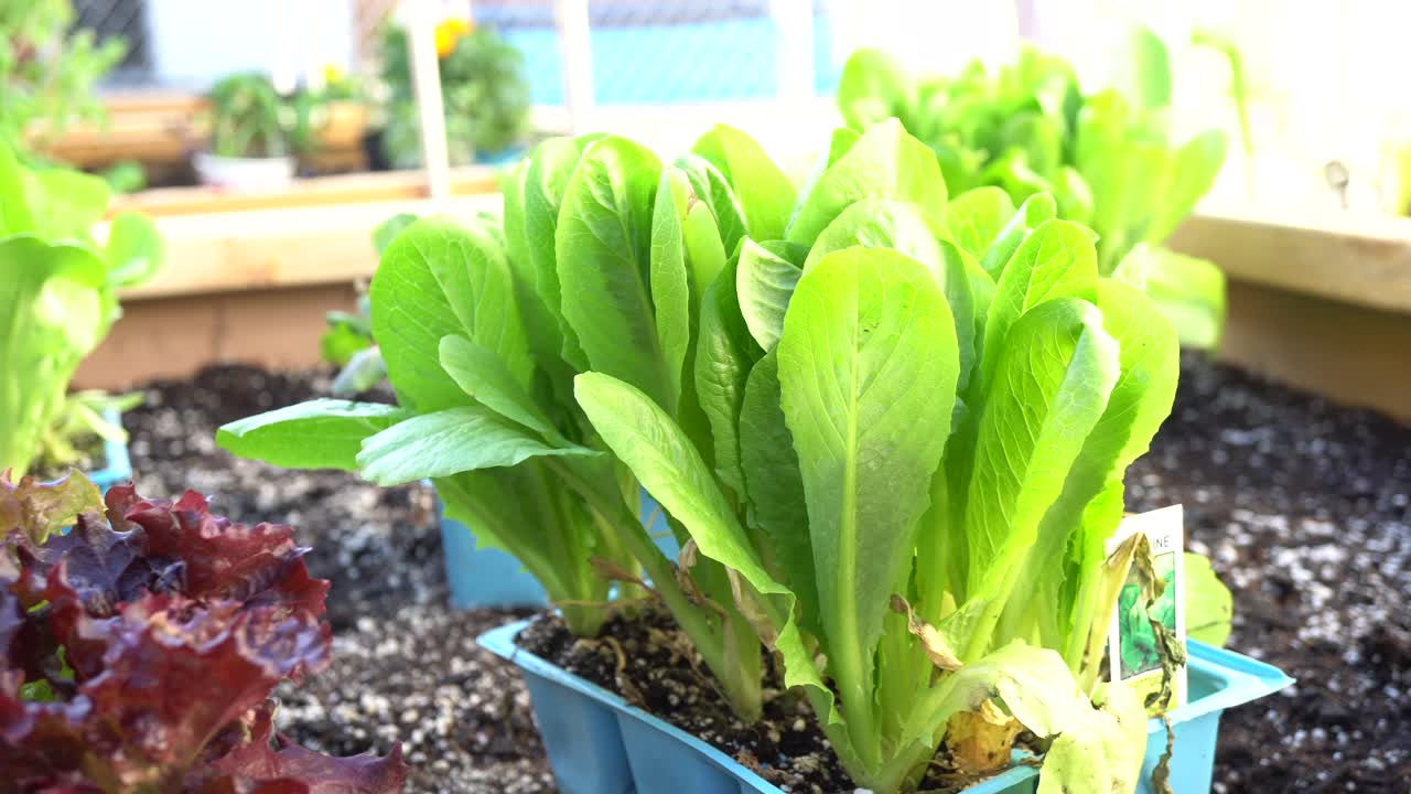 정원 상자에 양상추 및 기타 야채를 이식할 준비