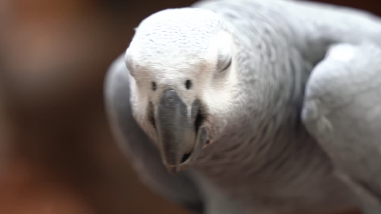 primer plano extremo que captura los detalles del loro gris africano del congo, psittacus erithacus, todavía posado, haciendo clic en su pico, alimentándose de semillas