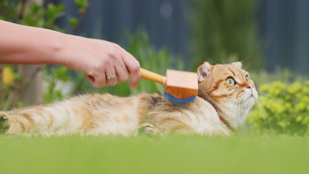 The owner of the pet combs the hair of a ginger cat