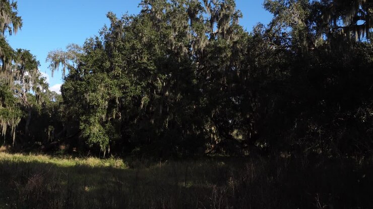 Alberi imponenti con un magnifico fogliame sotto un cielo azzurrognolo. In primo piano, si può vedere un po' di verde all'ombra.